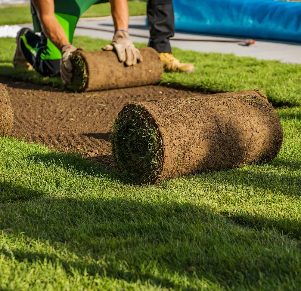 Enhance your home's curb appeal with our expert sod installation service, seamlessly integrated into complete fall and spring clean-up packages for a lush, pristine lawn in every season. for First Class Landscaping in Collier County, FL
