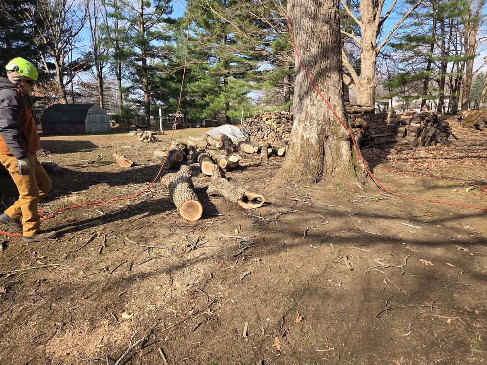 All Photos for O&O Tree Service in Rockford, IL