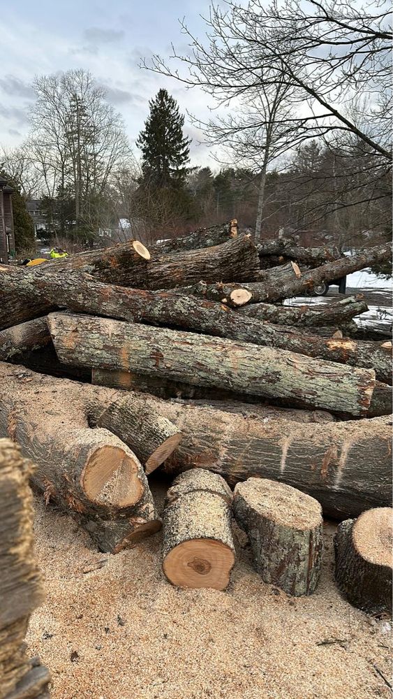 Our Tree Removal service offers safe, efficient tree removal by skilled professionals, ensuring minimal disruption to your property while enhancing safety and aesthetics. We prioritize eco-friendly practices and customer satisfaction. for Silver City Tree Service in Taunton, MA