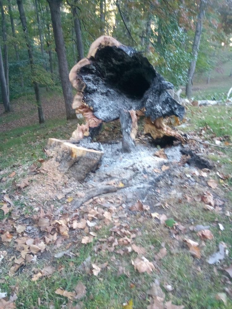 Tree Removal for Hayes Tree And HandyMan Services LLC in , 