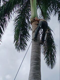 All Photos for ASAP Tree Service in Sebastian, FL