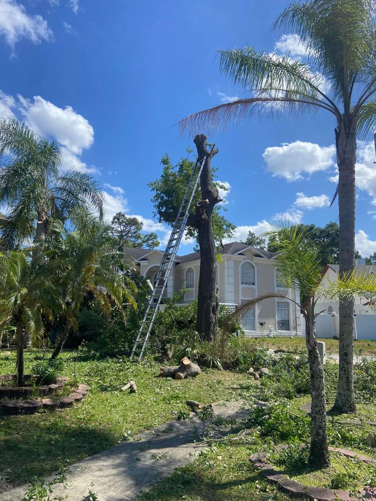 Fall and Spring Clean Up for Efficient and Reliable Tree Service in Lake Wales, FL