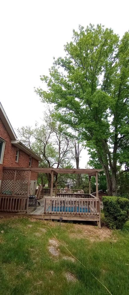 All Photos for Kingdom Tree Trimming and Removal LLC in Covington, KY