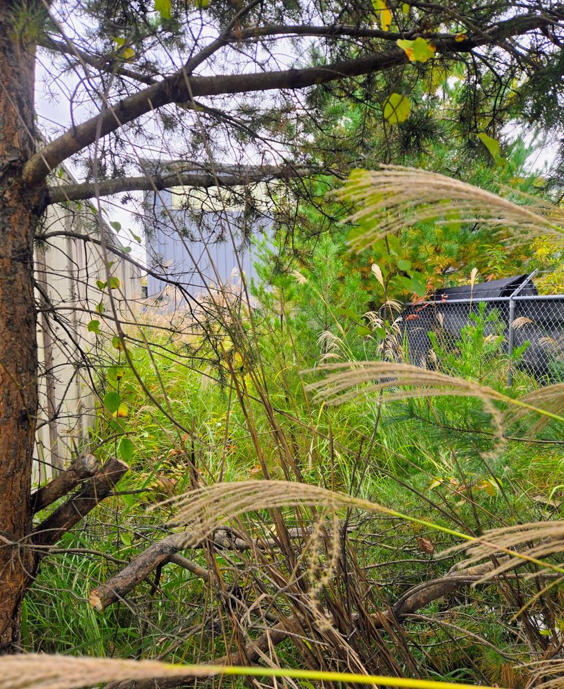 Clean ups and invasive plant management  for C4 TrueVision Renovations in Asheville, NC