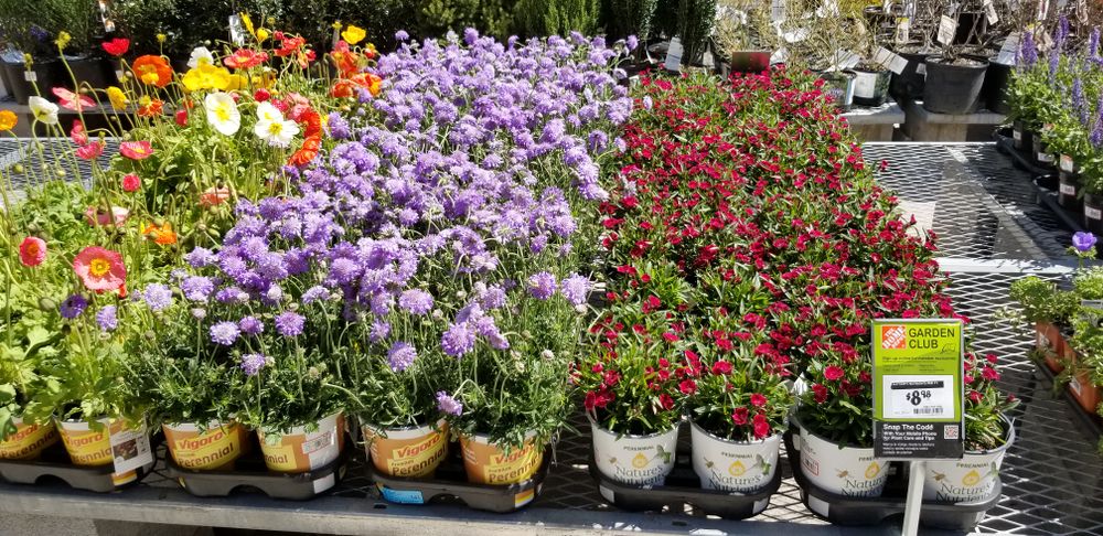 Flower & Tree Planting for Landscape Innovations LLC in Torrington, CT