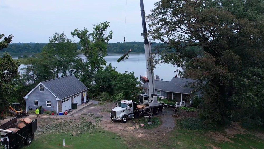 All Photos for Branch Out Tree Care LLC in Fredericksburg, VA