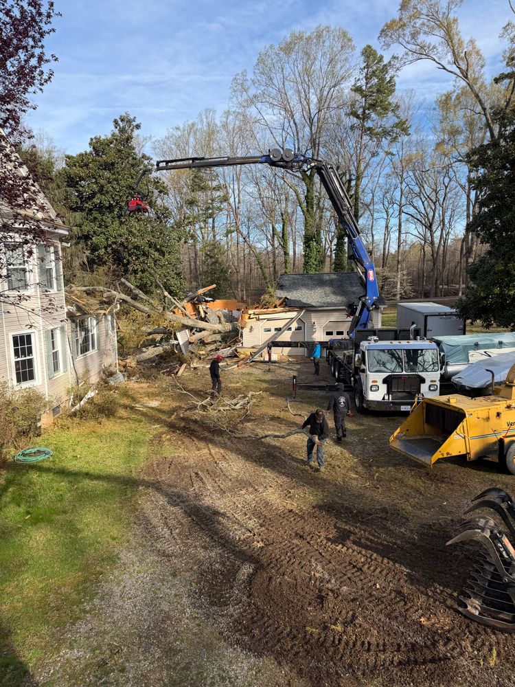 All Photos for Rawls Tree Care in Richmond, VA