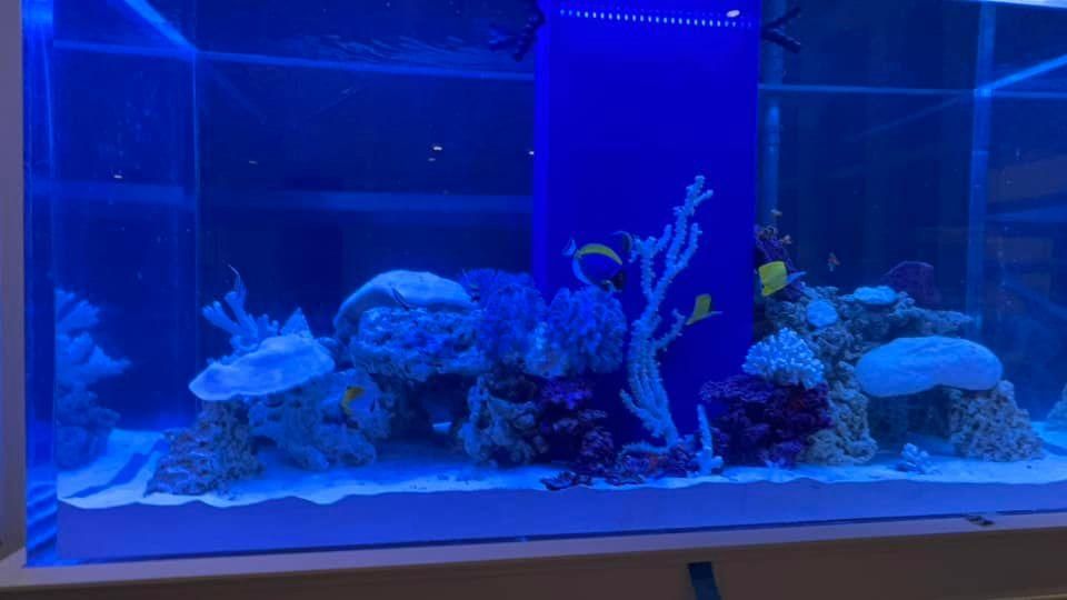 All Photos for Aquariums by Sharyn in The State of Florida, FL