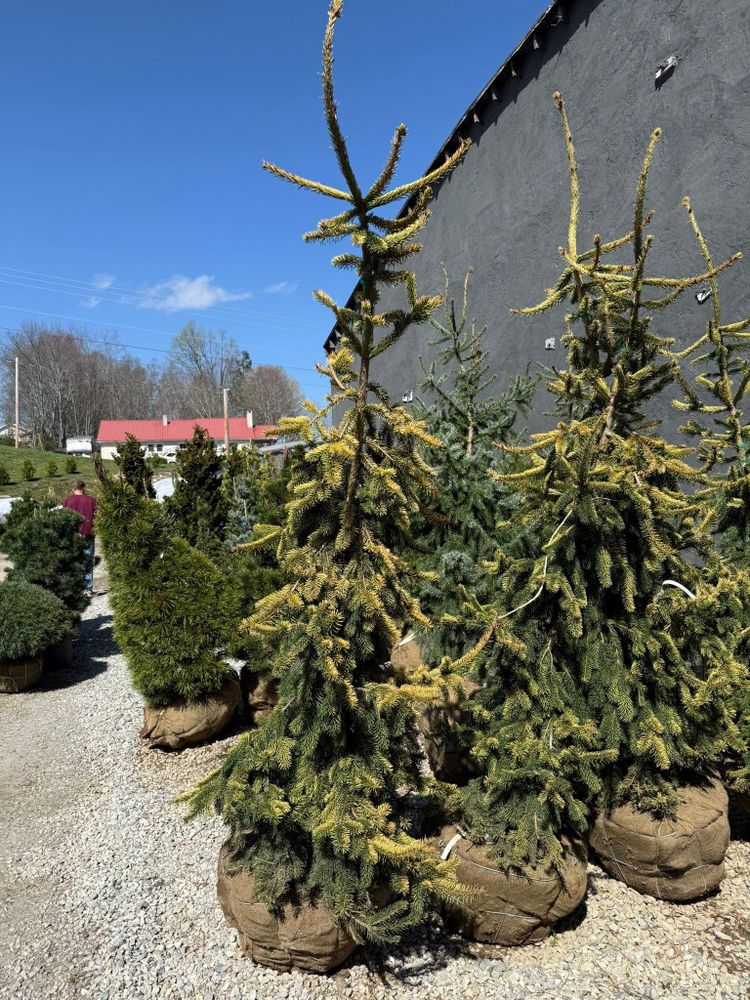 All Photos for Sustainable Property Services in Banner Elk, NC
