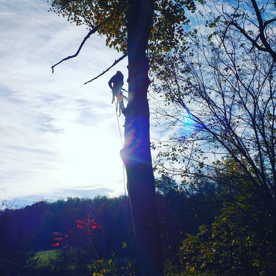 Our professional tree trimming service will help improve the health and appearance of your trees, as well as prevent potential safety hazards by removing dead or overgrown branches. for Godleski's Tree & Landscaping in Pittsburgh, PA