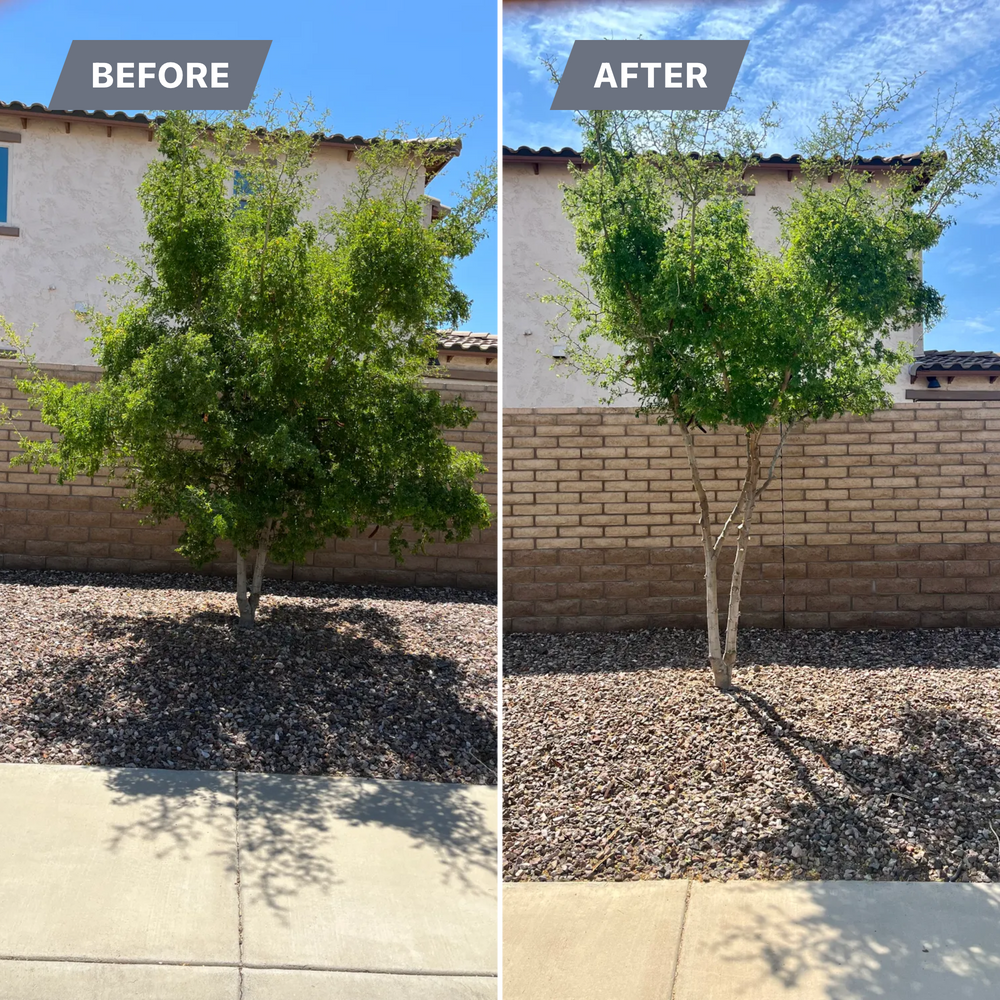 Topiary & Lawn Care for Grand Canyon State Landscape Inc. in Surprise, AZ