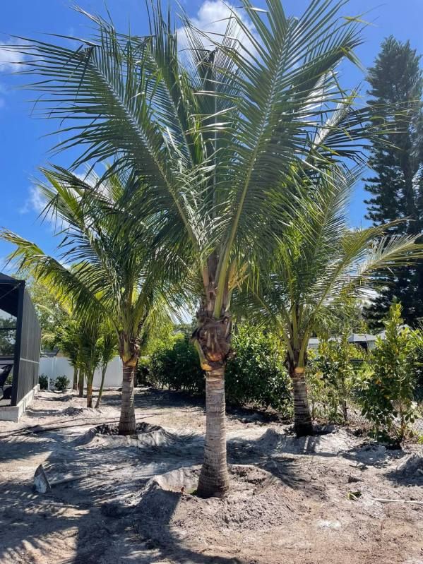 All Photos for Plant World LLC in Cape Coral, FL