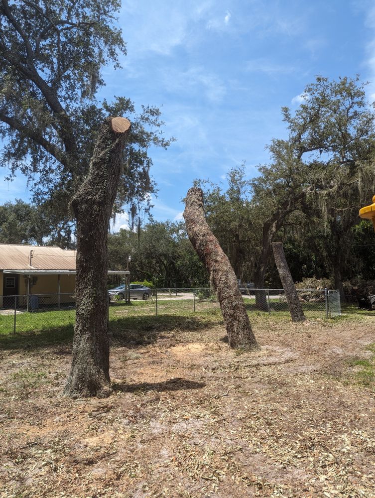 All Photos for Regal Tree Service and Stump Grinding in Wauchula, FL