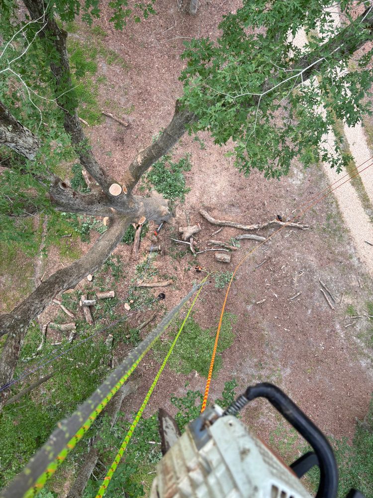 All Photos for Ascending Tree Service LLC in Kenbridge, VA