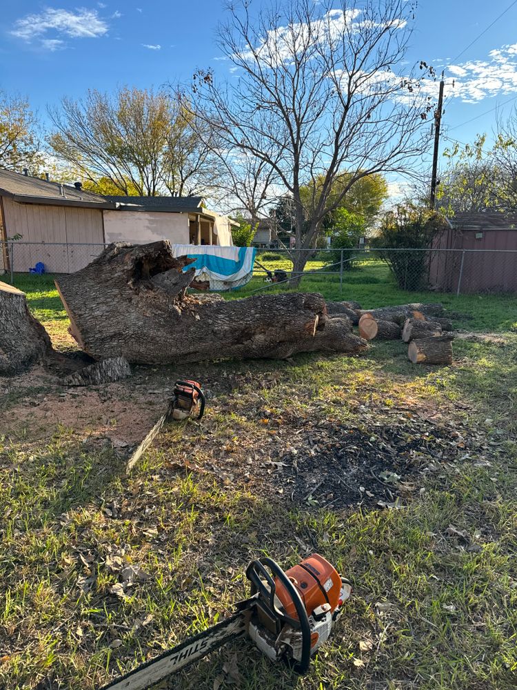 All Photos for Z’s Trees LLC in Grey Forest, TX