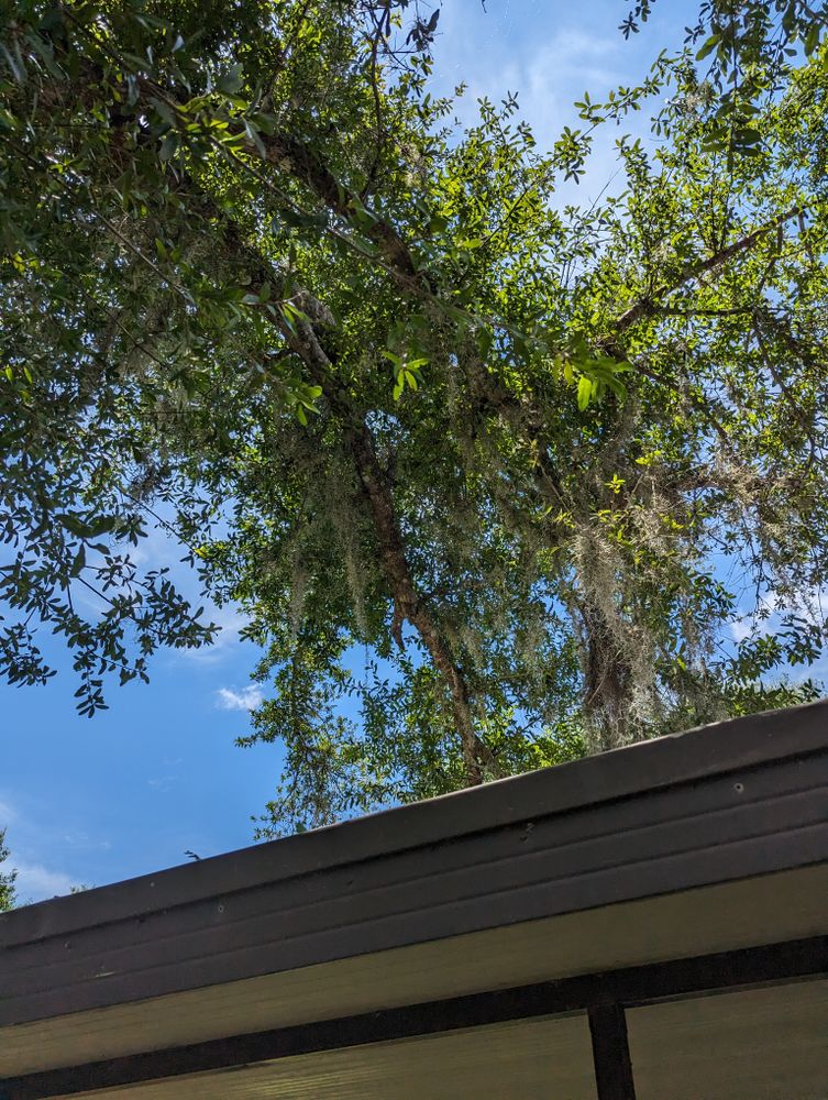 All Photos for Regal Tree Service and Stump Grinding in Wauchula, FL