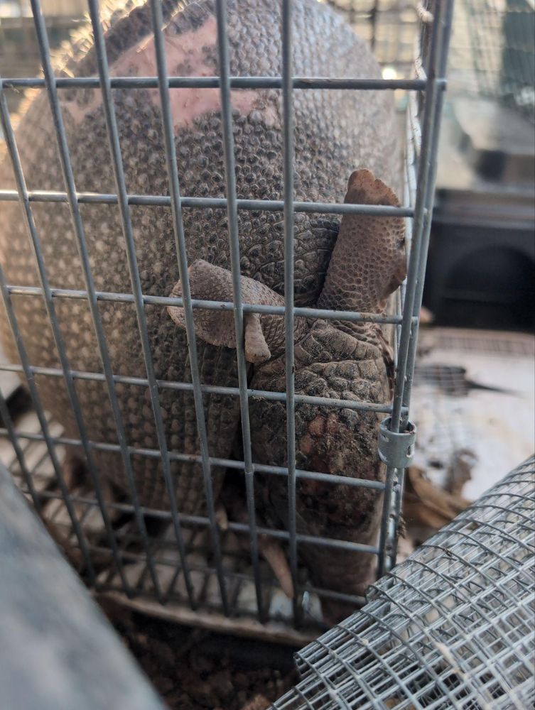 All Photos for Topper's Wildlife Removal in Garland, TX
