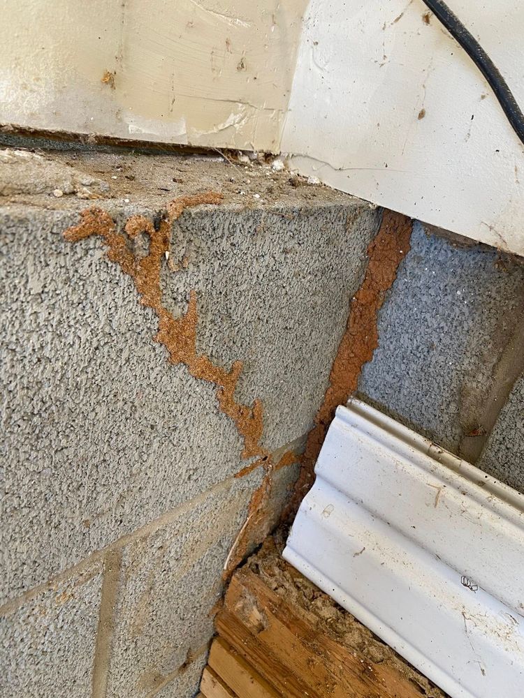 Our Termite Inspection & Treatment service provides homeowners comprehensive evaluations and effective solutions to protect your property from destructive termites, ensuring long-term safety and peace of mind. for Winecoff Pest Control in Salisbury, NC