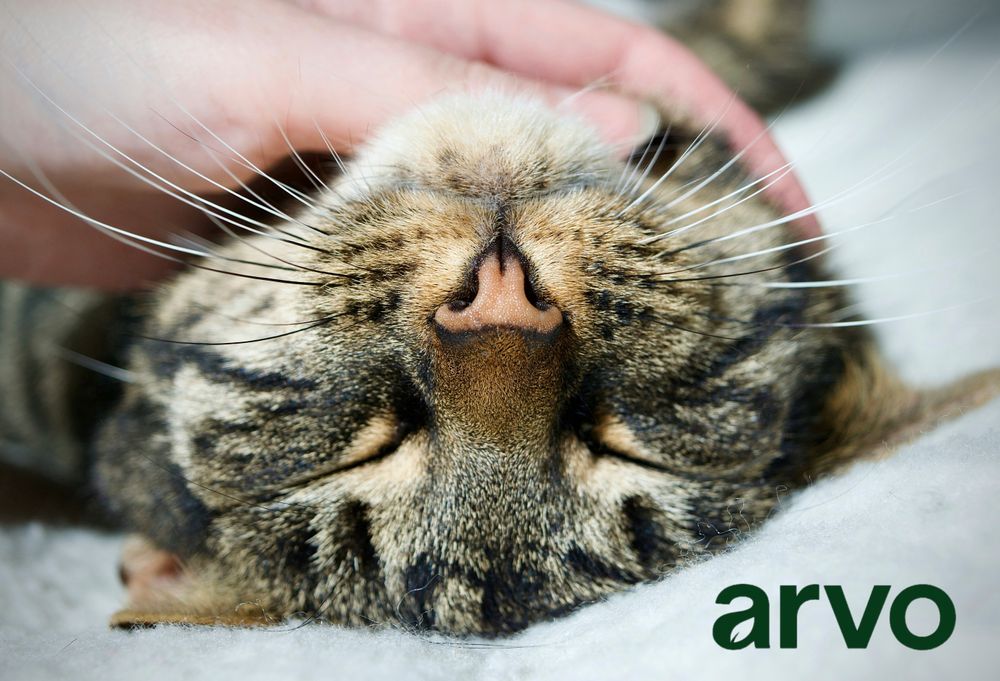 All Photos for Arvo Pest Control in Sandy, UT