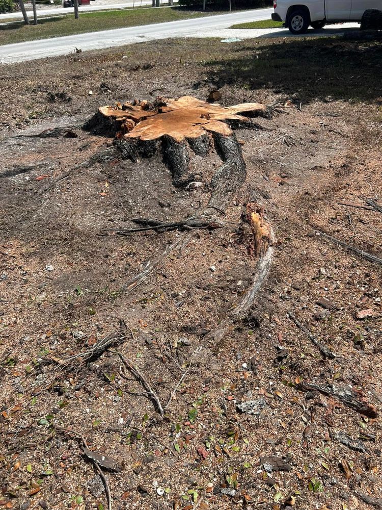 Tree Removal for Grizzly Stump Grinding in Sarasota, FL