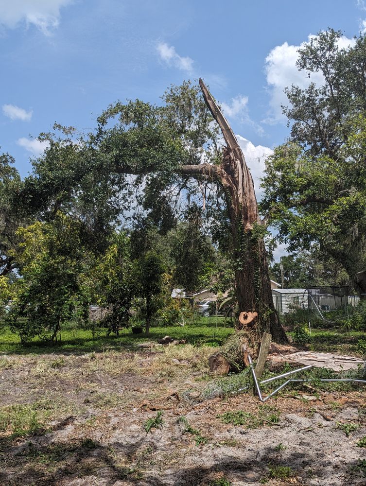 All Photos for Regal Tree Service and Stump Grinding in Wauchula, FL