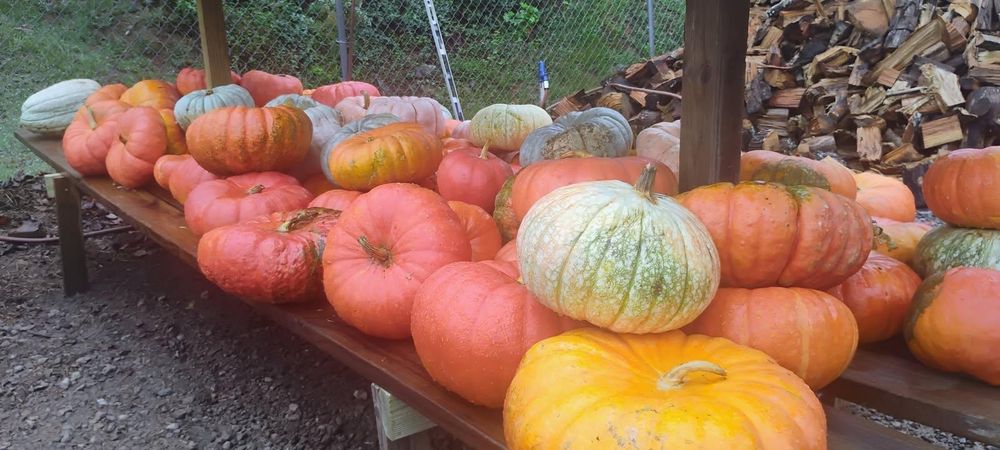 All Photos for BAM Another Pinestraw Lot in Flowery Branch, GA