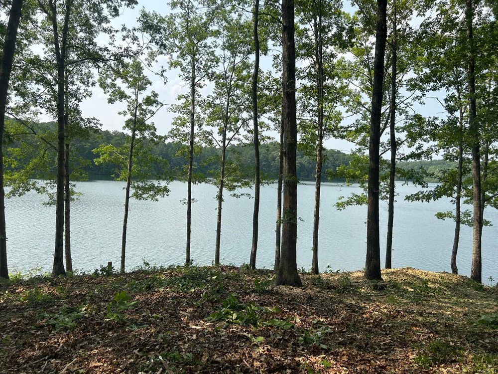 Discover efficient "forestry mulching near me" services to transform overgrown land into a clean, usable space. Our eco-friendly technique enhances soil quality while preserving beneficial vegetation for your property's health and beauty. for D&D Land Services in Jasper, GA