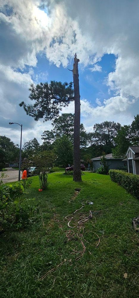 All Photos for Servin's Tree Care  in Houston, TX