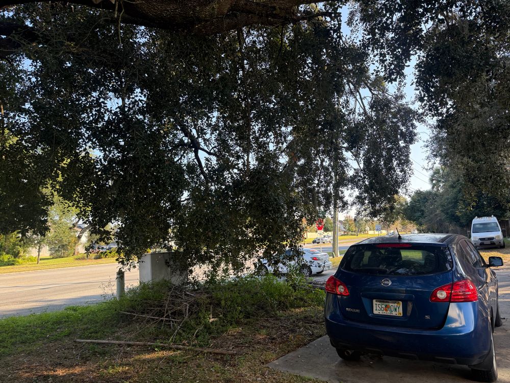 All Photos for Amerigrown Tree And Lawn in Apopka, FL