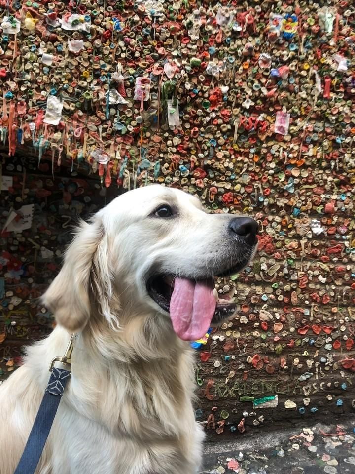 All Photos for Dumbo's Doggy Doors in City of Sammamish, WA