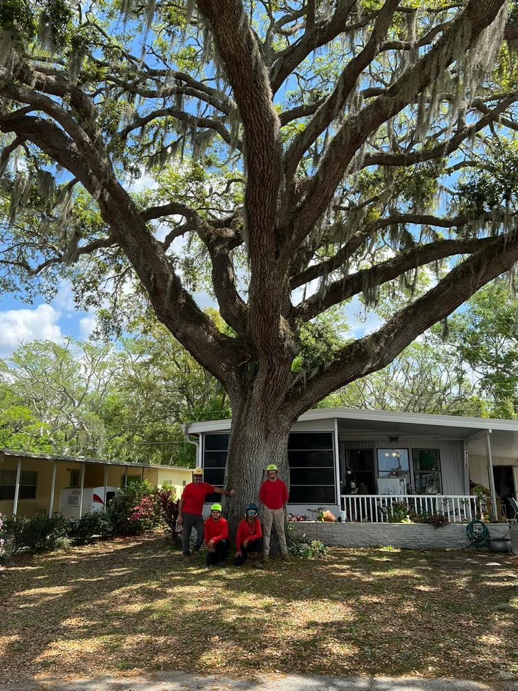 Tree Removal for TREE BOYS in Ruskin, FL
