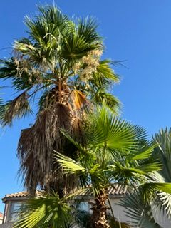 All Photos for Patriot Tree Service in Mesa, AZ