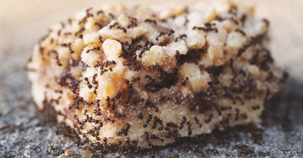 Ants for Platinum Pest Control in Spring Hill, FL