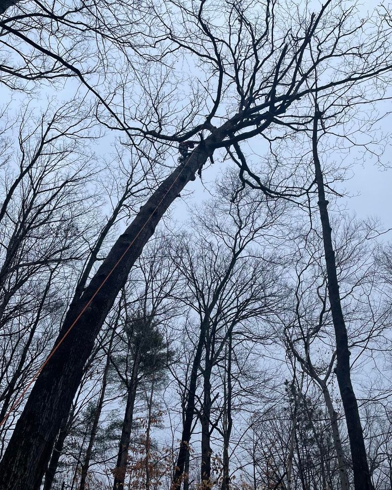 Tree Removal for Merriman's Tree Service in Nineveh,  IN