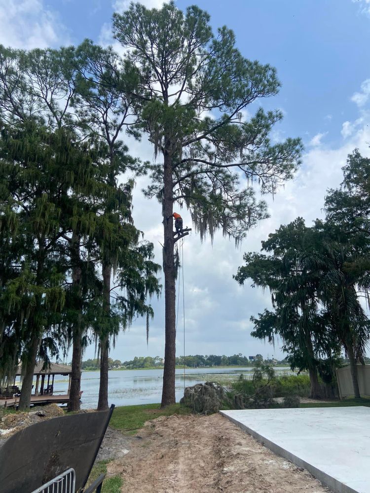 Fall and Spring Clean Up for Efficient and Reliable Tree Service in Lake Wales, FL