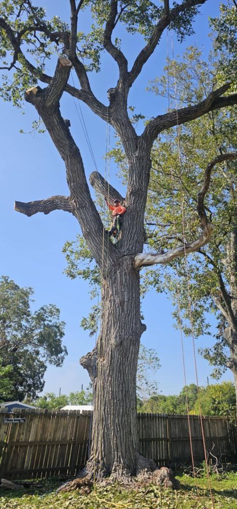 All Photos for Servin's Tree Care  in Houston, TX