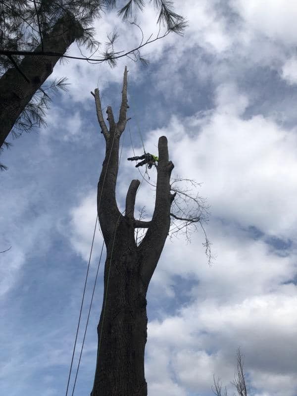 Enhance your landscape's health and beauty with our professional Tree Trimming service, promoting safe growth, improving aesthetics, and ensuring the longevity of your trees while safeguarding your property. for Ground To Sky Tree Care in Asheville, North Carolina