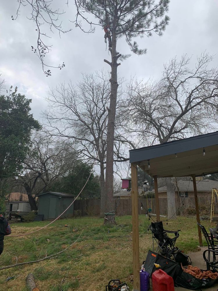 Pruning Services  for Braun Tree Service  in Floresville, Texas