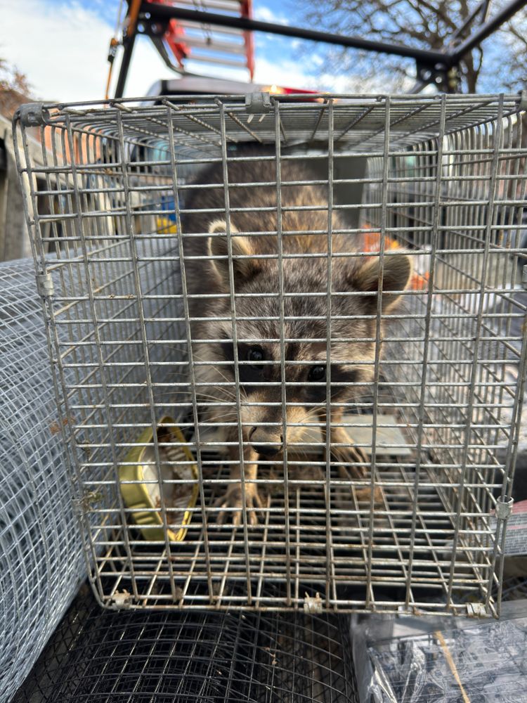 All Photos for The Critter Crew in DFW, TX