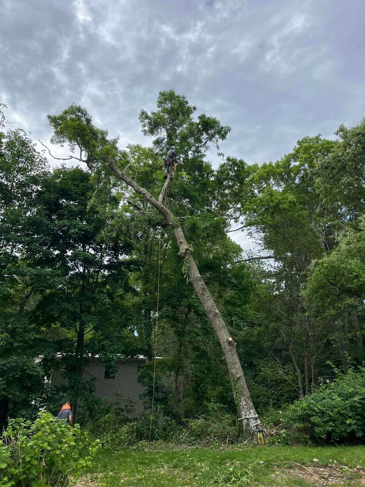 All Photos for Native Roots Tree Service in Falmouth, MA