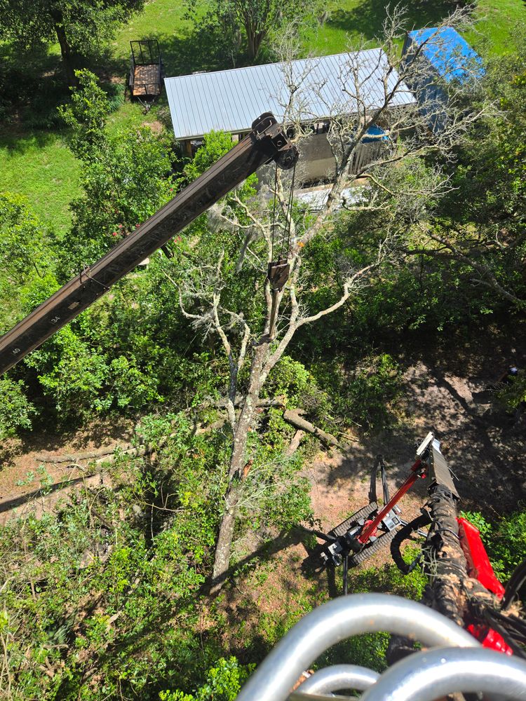 All Photos for Near Me Tree Service, Inc. in DeLand, FL