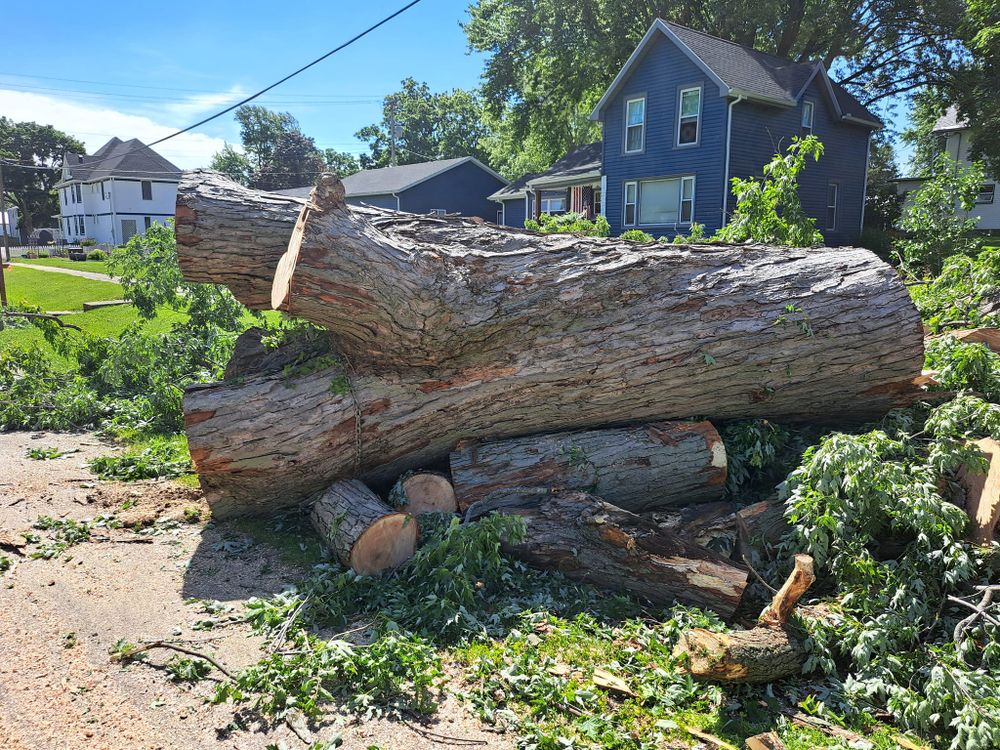 Tree Removal for Olson Tree Service, Inc in Winnebago County, IL