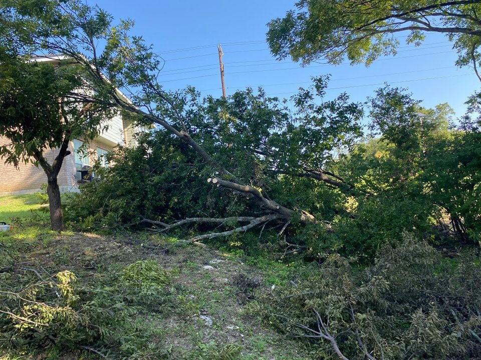 All Photos for Muniz Tree Service in North Richland Hills, TX