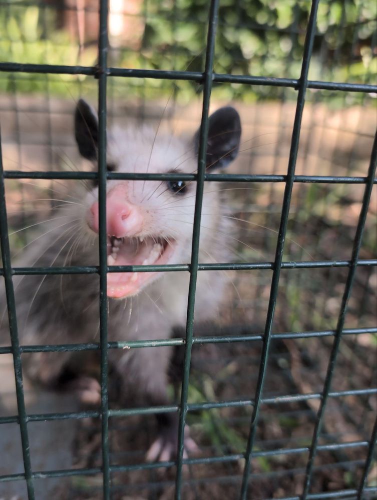 All Photos for Topper's Wildlife Removal in Garland, TX