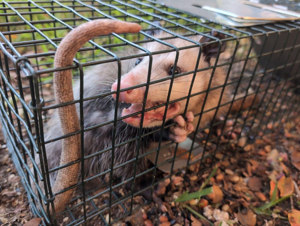 All Photos for Topper's Wildlife Removal in Garland, TX