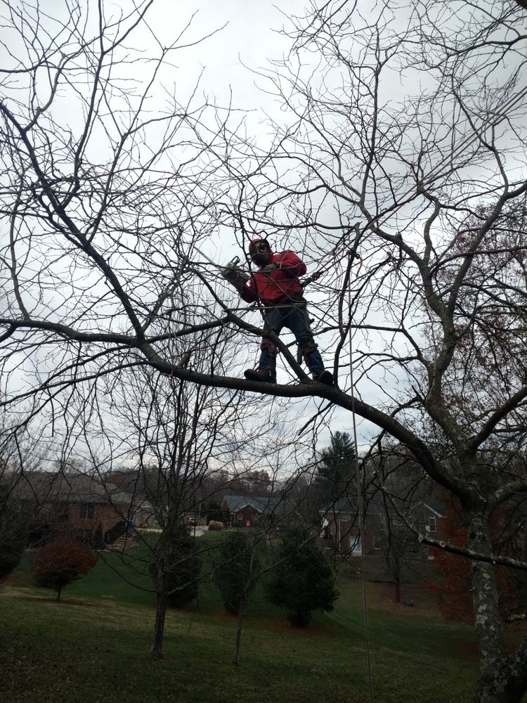 All Photos for Lightning Tree Service in Corydon, IN