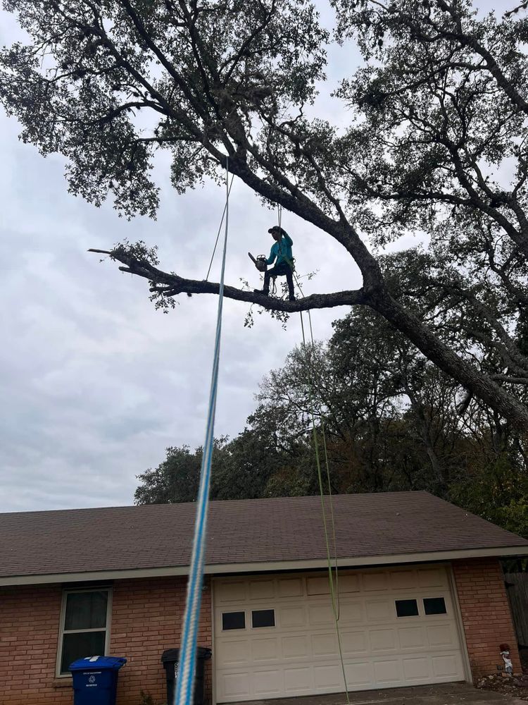 Tree Removal for 210 Tree Care in San Antonio, TX
