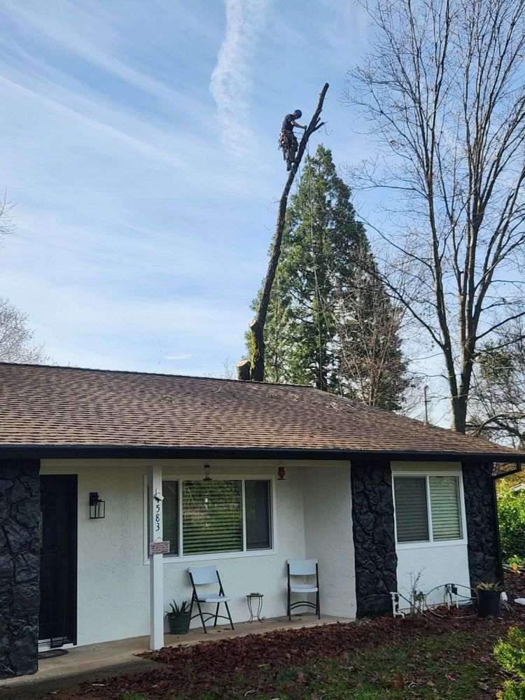 All Photos for George Staddan's Professional Tree Care in Placerville, CA