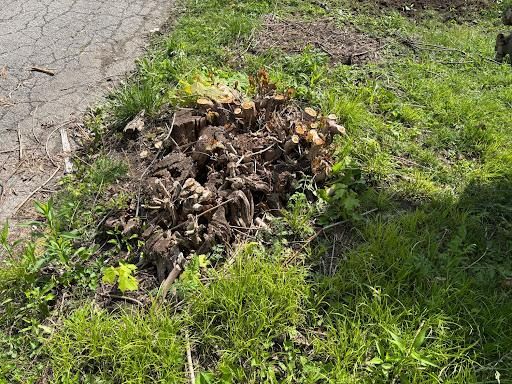 All Photos for Conrad's Stump Removal in Columbus, IN