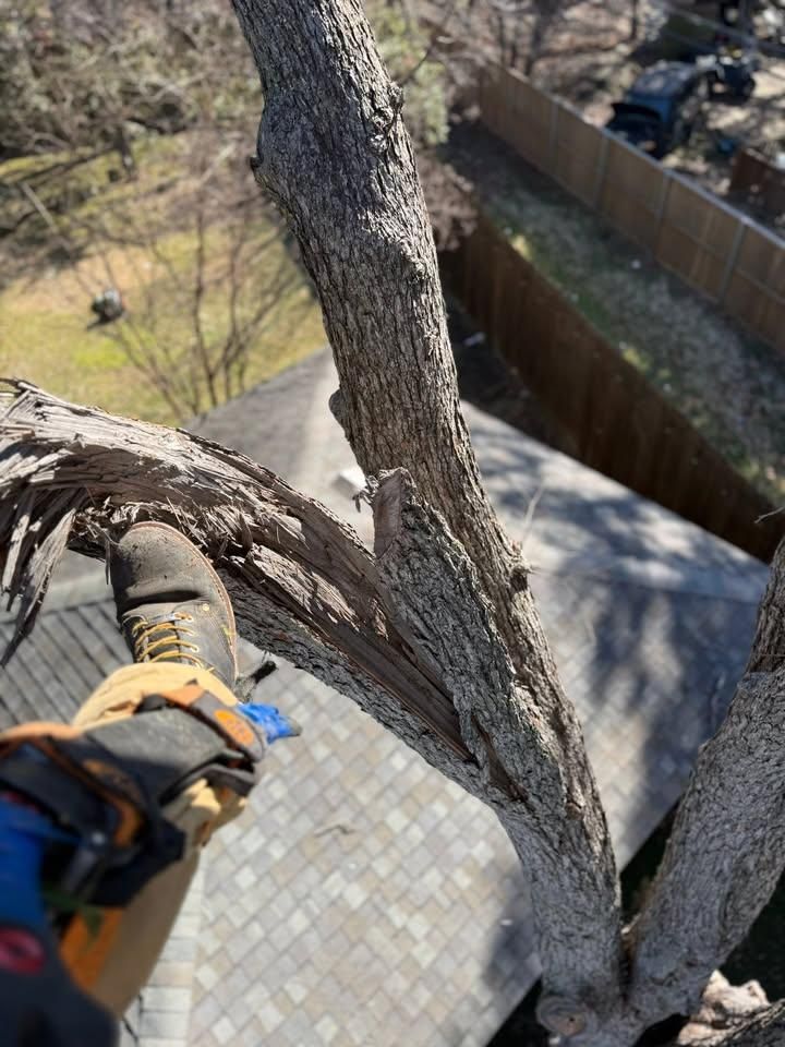 All Photos for Blu-J Tree Care in Arlington, TX